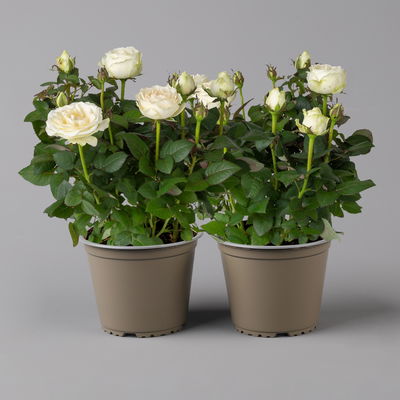 Rose 'Infinity', weiß, Topf-Ø 14 cm, 2 Pflanzen Rose 'Infinity', weiß, Topf-Ø 14 cm, 2 Pflanzen