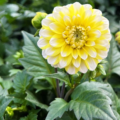 Dahlie, Farbe zufällig, Topf-Ø 14 cm, 4 Pflanzen