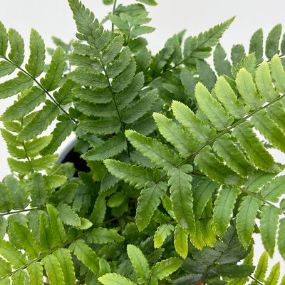 Freilandfarne Mix, Sorte zufällig, Topf-Ø 12 cm, 6er-Set Freilandfarne Mix, Sorte zufällig, Topf-Ø 12 cm, 6er-Set