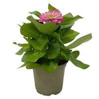 Zinnie, Farbe nach Verfügbarkeit, Topf-Ø 12 cm, 6 Pflanzen