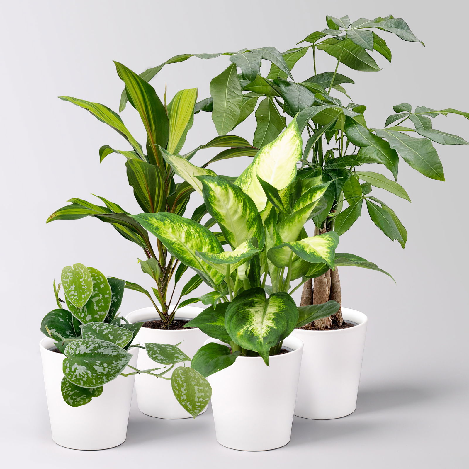 Grünpflanzenkreation 'Pflanzen-WG', Topf-Ø 12cm, inkl. Übertopf weiß, 4 Pflanzen