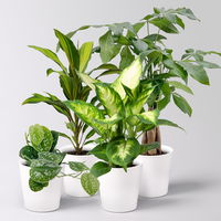 Grünpflanzenkreation 'Pflanzen-WG', Topf-Ø 12cm, inkl. Übertopf weiß, 4 Pflanzen