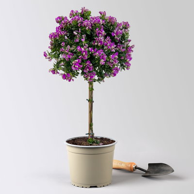 Kreuzblume 'Bibi Pink', rosa-violett, Stamm, Topf-Ø 17 cm Kreuzblume 'Bibi Pink', rosa-violett, Stamm, Topf-Ø 17 cm