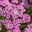 Bio Schafgarbe, violett, Topf 11x11 cm, 3 Pflanzen Bio Schafgarbe, violett, Topf 11x11 cm, 3 Pflanzen