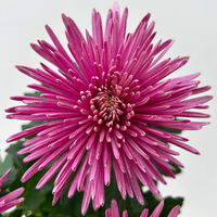 Chrysantheme 'Anastasia' lila, großblumig, Topf-Ø 13 cm, 3 Stück