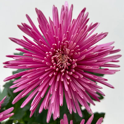 Chrysantheme 'Anastasia', lila, großblumig, Topf-Ø 13 cm, 3 Pflanzen Chrysantheme 'Anastasia', lila, großblumig, Topf-Ø 13 cm, 3 Pflanzen