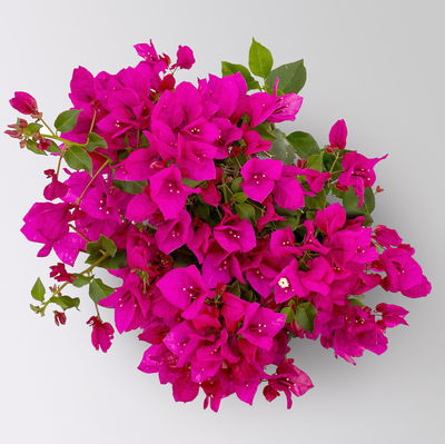 Bougainvillea, violett, Busch, Topf-Ø 19 cm, Höhe ca. 40 cm, 2 Pflanzen