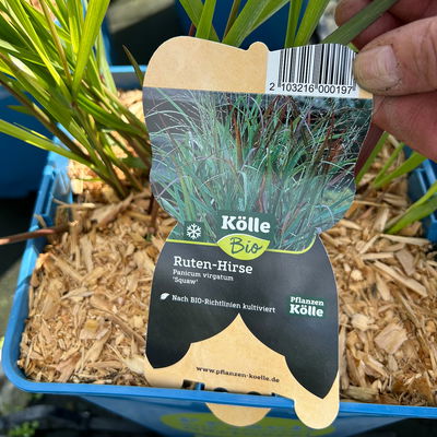 Bio Rutenhirse 'Squaw', rosa, Topf 5 Liter