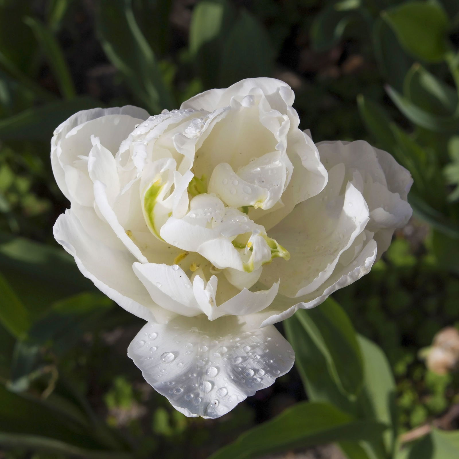 Tulpe weiß, gefüllt, vorgetrieben, Topf-Ø 15 cm, 3 Pflanzen