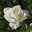Tulpe weiß, gefüllt, vorgetrieben, Topf-Ø 15 cm, 3er-Set