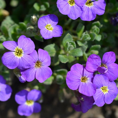 Garten-Blaukissen, violettblau, Topf-Ø 13 cm, 6 Pflanzen