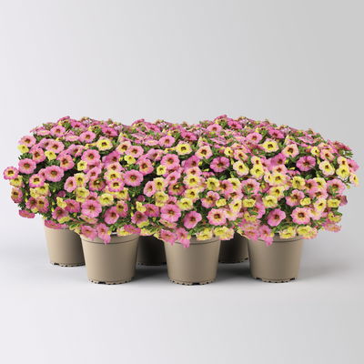 Zauberglöckchen 'Early Diva Cherry', pink-gelb, Topf-Ø 13 cm, 6 Pflanzen