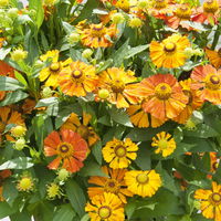 Sonnenbraut 'Helias Orange' orange, Höhe 80 cm, Topf 3 Liter