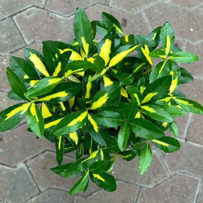 Japanischer Spindelstrauch 'Goldqueen'Ⓢ, Topf-Ø 17 cm, 2er-Set Japanischer Spindelstrauch 'Goldqueen'Ⓢ, Topf-Ø 17 cm, 2er-Set