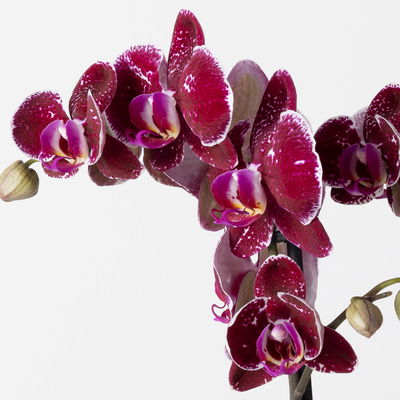 Schmetterlingsorchidee 'Eduction', rot, 2 Rispen, Topf-Ø 12 cm, Höhe ca. 70 cm Schmetterlingsorchidee 'Eduction', rot, 2 Rispen, Topf-Ø 12 cm, Höhe ca. 70 cm