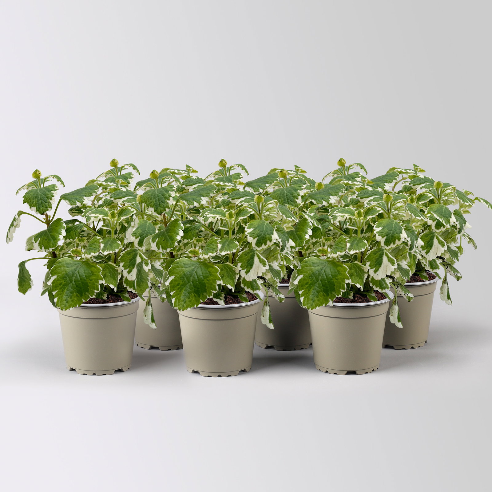 Plectranthus 'Variegata', grün-weiß, Topf -Ø 12 cm, 6 Pflanzen