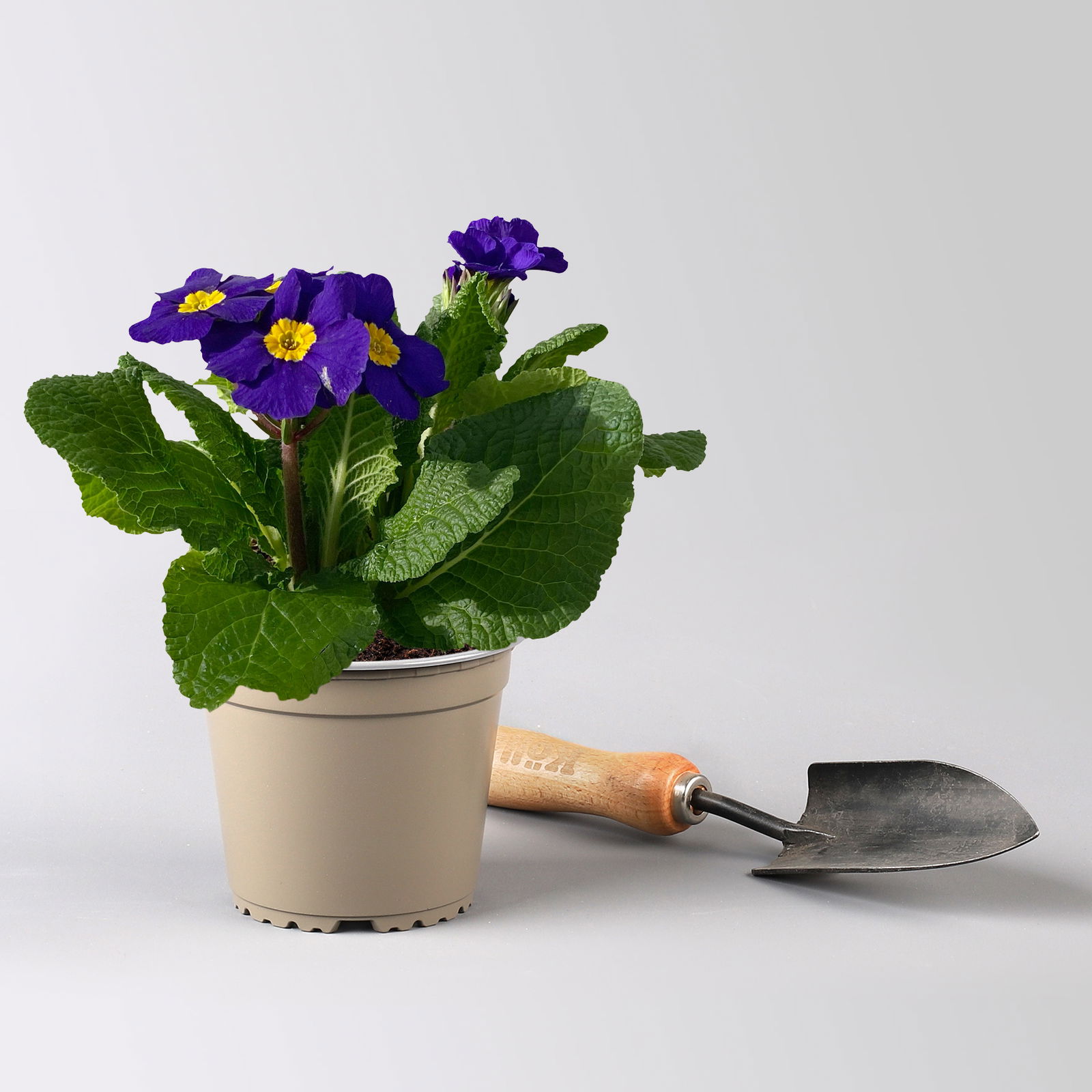 Hohe Schlüsselblume 'Inara® Blue', blau-violett, Topf-Ø 13 cm, 6 Pflanzen Hohe Schlüsselblume 'Inara® Blue', blau-violett, Topf-Ø 13 cm, 6 Pflanzen