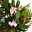 Oleander Farbe zufällig, Busch, Topf-Ø 22 cm, Höhe ca. 60 cm
