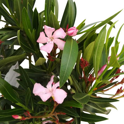 Oleander, rosa, Topf-Ø 22 cm, Höhe ca. 60 cm