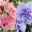 Duo-Gartenhibiskus 'Blue Chiffon®' und 'Pink Chiffon®', blau + pink, 5 lt. Topf