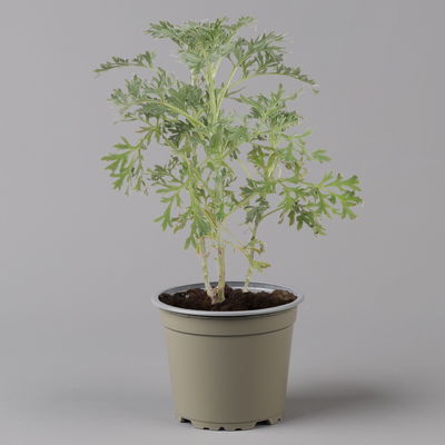 Bio Wermut, Topf-Ø 12cm, frisch aus unserer Bio-Gärtnerei Bio Wermut, Topf-Ø 12cm, frisch aus unserer Bio-Gärtnerei