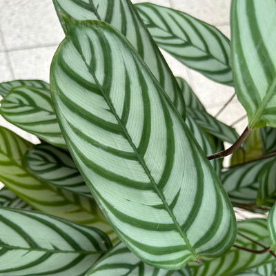 Ctenanthe 'Compactstar', Topf-Ø 21 cm, Höhe ca. 80-100 cm Ctenanthe 'Compactstar', Topf-Ø 21 cm, Höhe ca. 80-100 cm