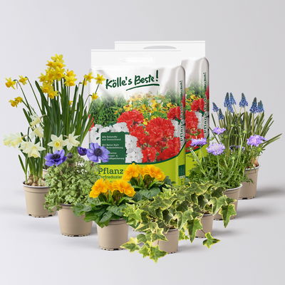 Pflanzenkreation Frühlingsgruß, 9 Pflanzen inkl. Erde Pflanzenkreation Frühlingsgruß, 9 Pflanzen inkl. Erde