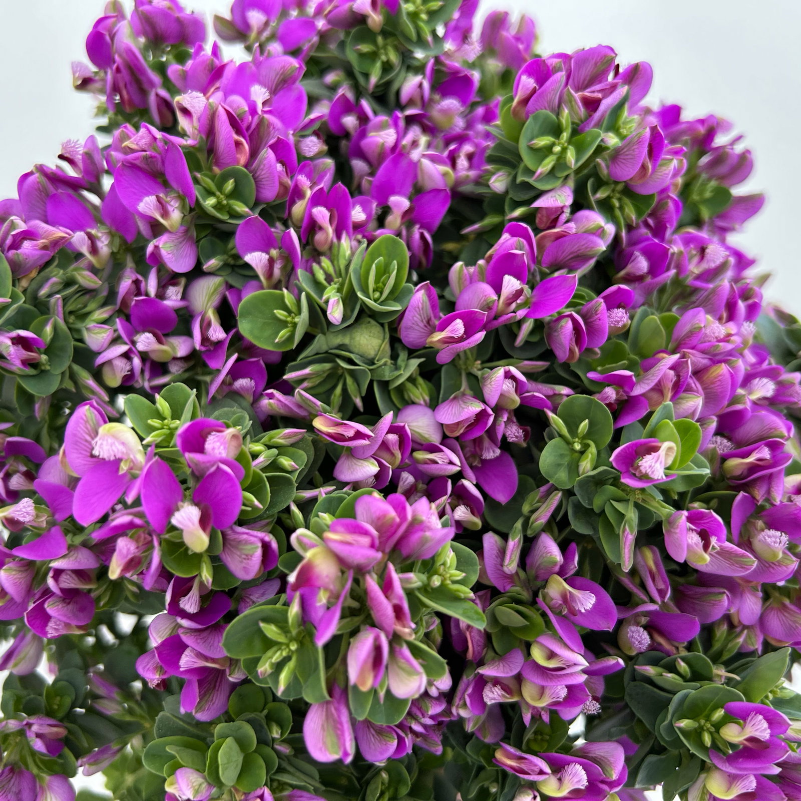 Kreuzblume 'Bibi Pink', rosa-violett, Topf-Ø 17 cm, Höhe ca. 40 cm, 2 Pflanzen