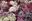 Edelflieder (Syringa vulgaris) in verschiedenen weiß-violett Tönen