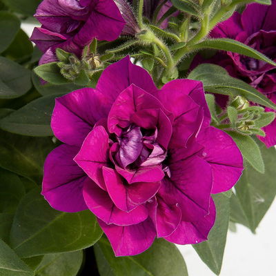 Petunie lila, gefüllt, hängend, Topf-Ø 13 cm, 6 Pflanzen Petunie lila, gefüllt, hängend, Topf-Ø 13 cm, 6 Pflanzen