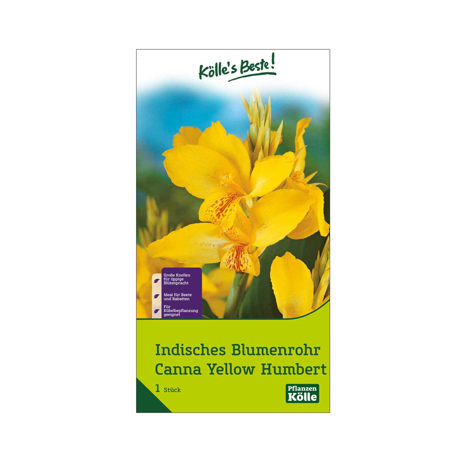 Indisches Blumenrohr Yellow Humbert (Canna) gelb/rot, 1 Blumenzwiebel