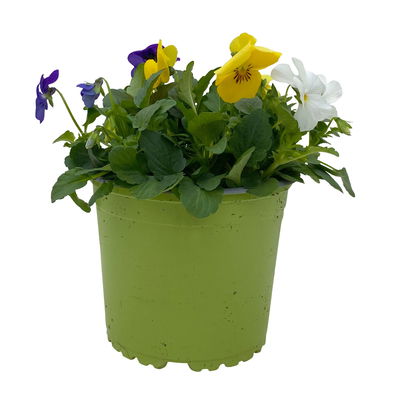 Hornveilchen 'Trio', blau-weiß-gelb, Topf -Ø 10/11 cm, 8 Pflanzen