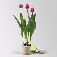 Tulpe rosa/pink, vorgetrieben, Topf-Ø 10 cm, 6 Pflanzen Tulpe rosa/pink, vorgetrieben, Topf-Ø 10 cm, 6 Pflanzen