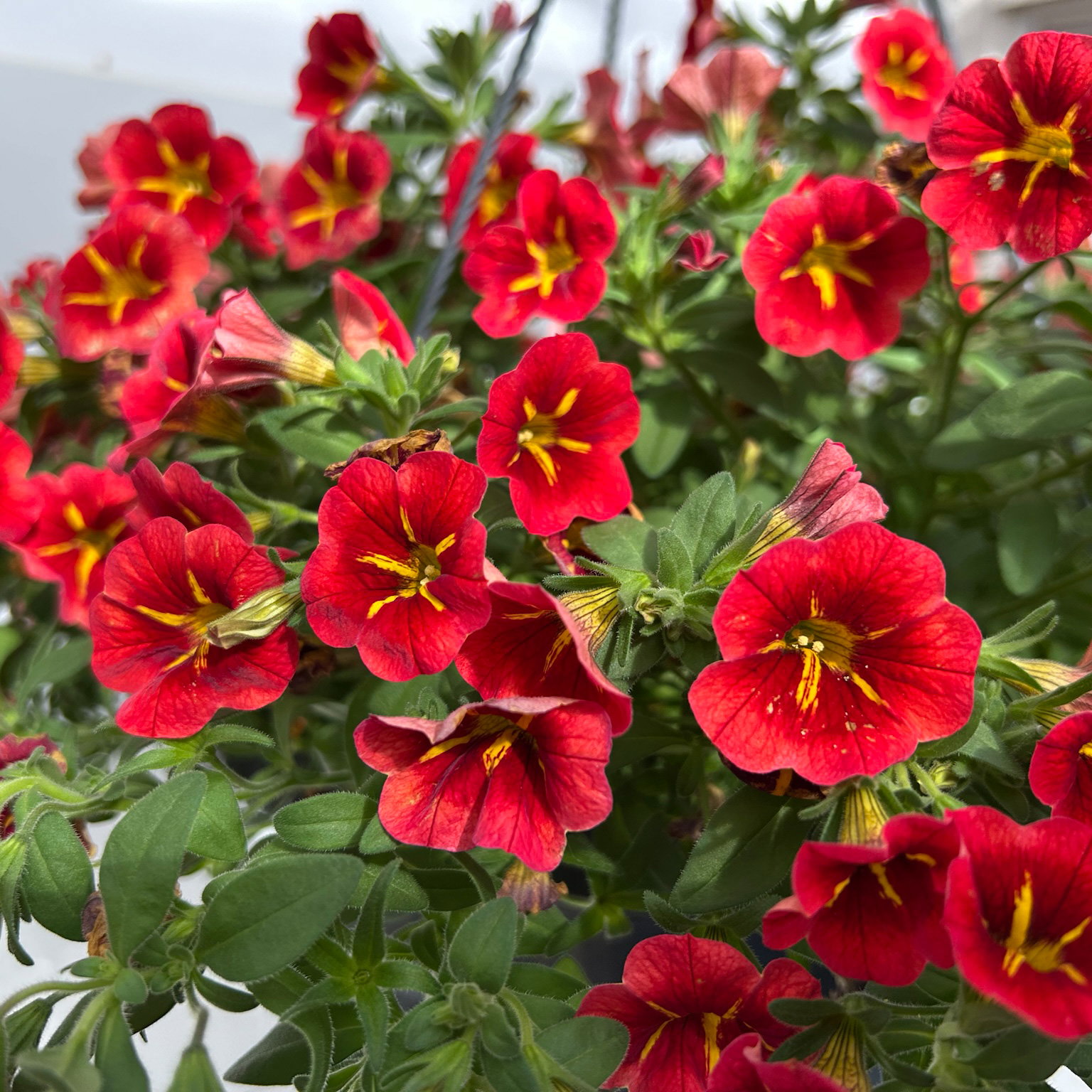 Zauberglöckchen 'Red Kiss' rot, Ampeltopf-Ø 27 cm Zauberglöckchen 'Red Kiss' rot, Ampeltopf-Ø 27 cm