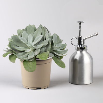 Senecio, verschiedene Arten nach Verfügbarkeit, Topf-Ø 12 cm, 3er-Set Senecio, verschiedene Arten nach Verfügbarkeit, Topf-Ø 12 cm, 3er-Set