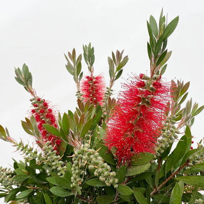 Zylinderputzer rot, Stamm, Topf-Ø 21 cm, Höhe ca. 70 cm