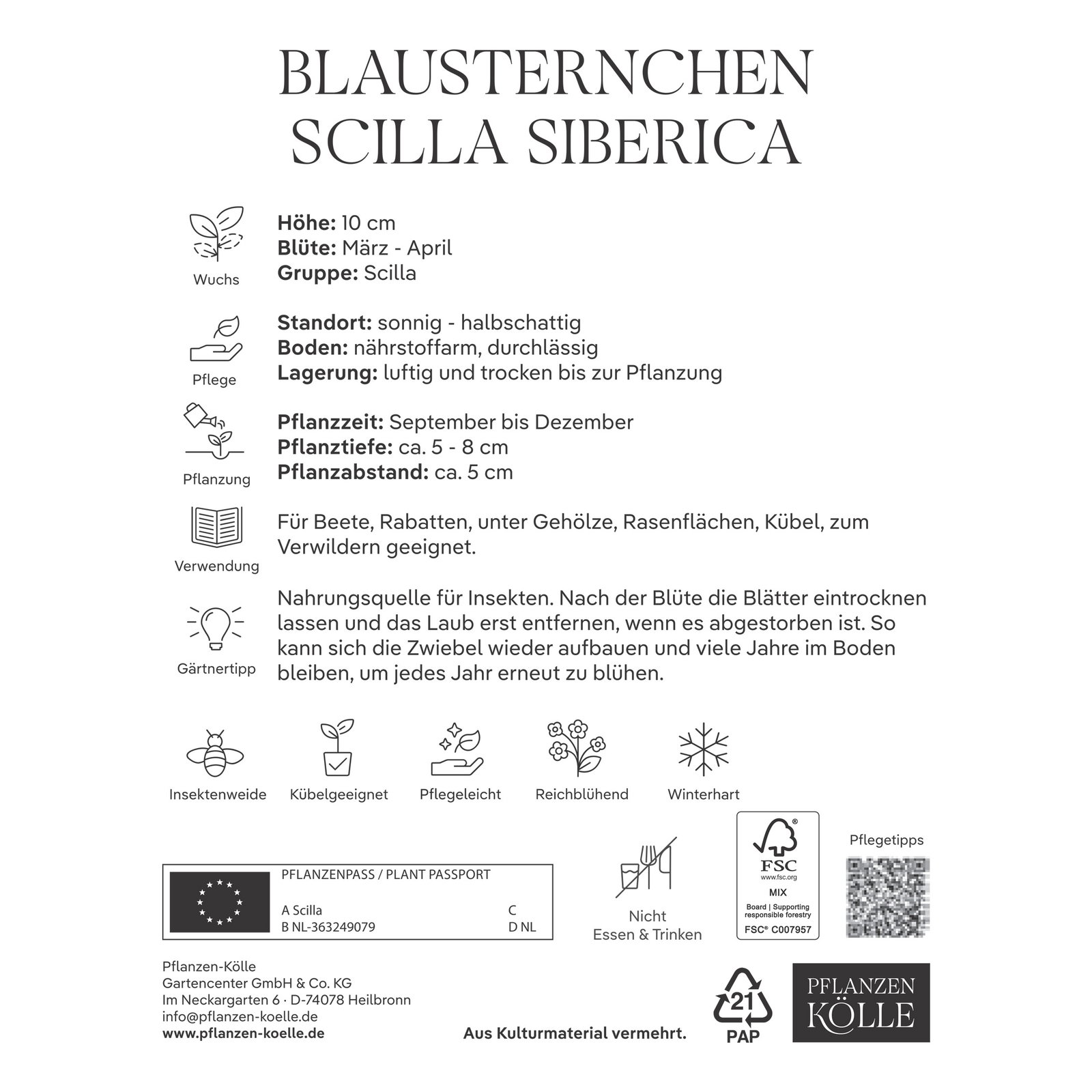 Blausternchen (Scilla Siberica) blau, 15 Blumenzwiebeln Blausternchen (Scilla Siberica) blau, 15 Blumenzwiebeln