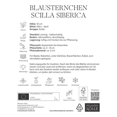 Blausternchen (Scilla Siberica) blau, 15 Blumenzwiebeln Blausternchen (Scilla Siberica) blau, 15 Blumenzwiebeln