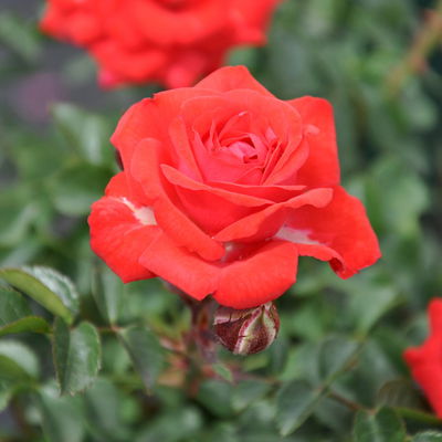 Zwergrose 'Zwergenfee 09®', orange-rot, Topf 3 Liter, 4 Pflanzen