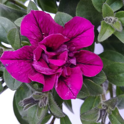 Petunie lila, gefüllt, hängend, Topf-Ø 13 cm, 6 Pflanzen Petunie lila, gefüllt, hängend, Topf-Ø 13 cm, 6 Pflanzen