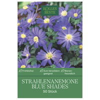 Strahlen-Anemonen Blanda 'Blue Shades', Größe 5+, 15 Blumenzwiebeln