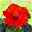 Hibiskus rot, Stamm, Topf-Ø 19 cm, Höhe ca. 75 cm