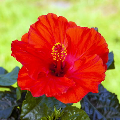 Hibiskus, rot, Busch, Topf-Ø 17 cm, 2 Pflanzen