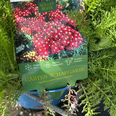 Kölles Beste Garten-Schafgarbe 'Paprika' rot, 19 cm Topf Kölles Beste Garten-Schafgarbe 'Paprika' rot, 19 cm Topf