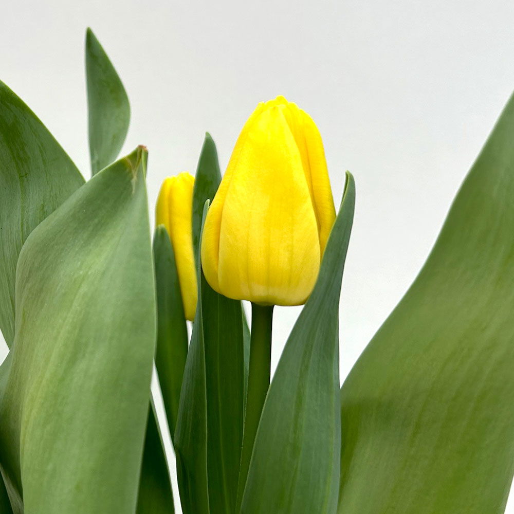 Tulpe gelb, vorgetrieben Topf-Ø 10 cm, 6 Pflanzen