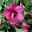 Säulen-Gartenhibiskus 'Flower Tower Ruby®' rosarot, Höhe 40-60 cm, Topf 5 l