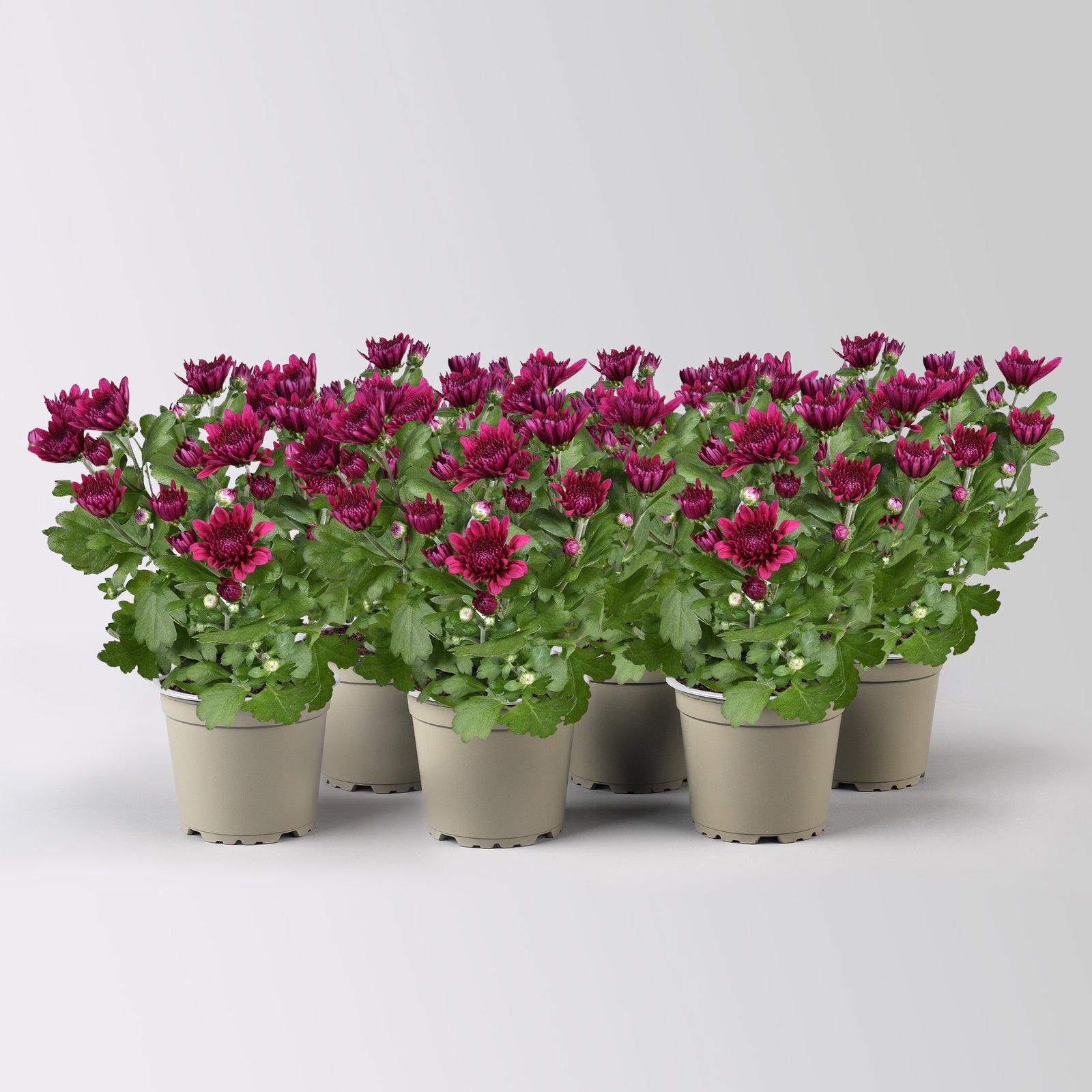 Chrysantheme 'Double', lila, gefüllt, Topf-Ø 12cm, 6 Pflanzen