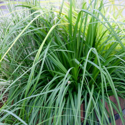 Bio Japansegge 'Irish Green', Topf-Ø 12 cm, 3 Pflanzen Bio Japansegge 'Irish Green', Topf-Ø 12 cm, 3 Pflanzen