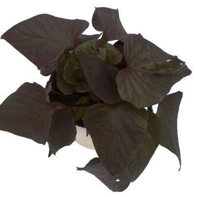 Süßkartoffel, dunkellaubig, Zierform, Topf-Ø 12 cm, 6 Pflanzen