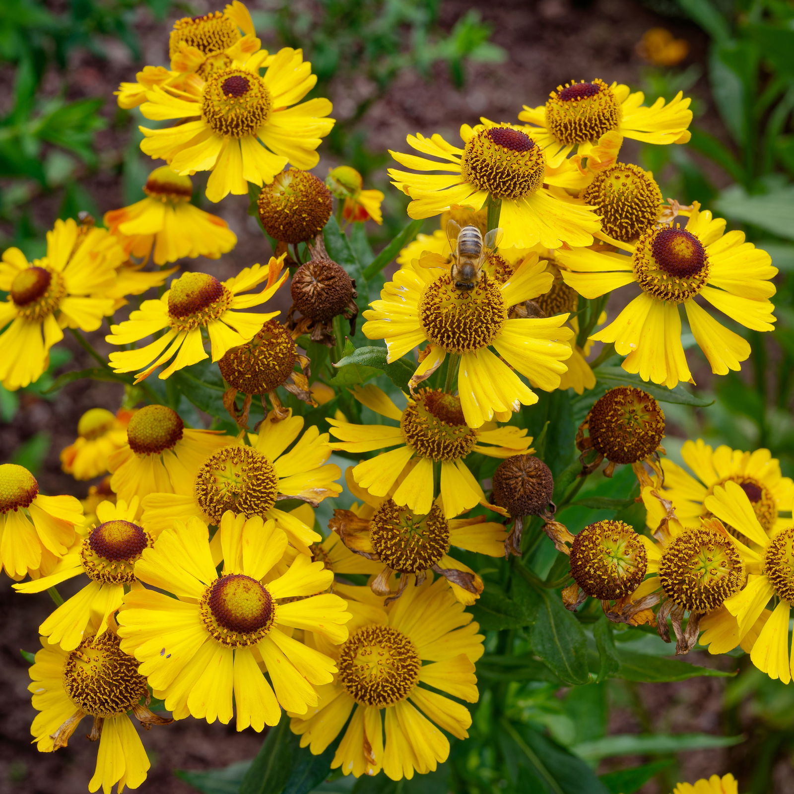 Bio Sonnenbraut 'Goldrausch' gelb, Topf-Ø 11 cm, 3er-Set